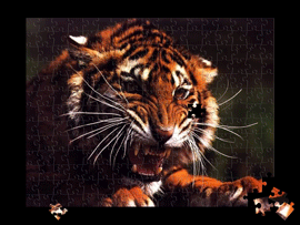 Puzzle tigre